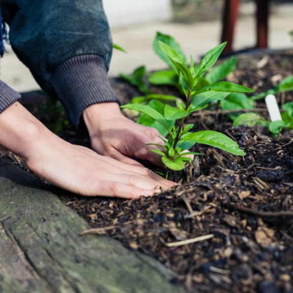 Caraway Apartments Apartments in Denver, CO